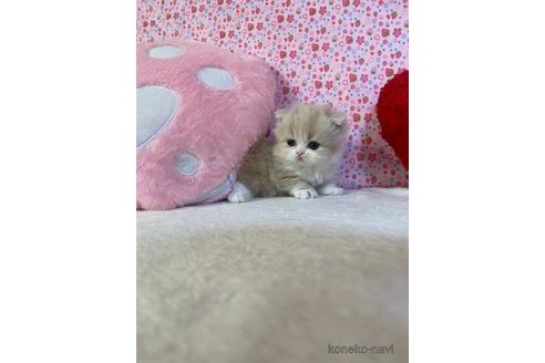 成約済の大阪府のマンチカン(短足)-93601の2枚目
