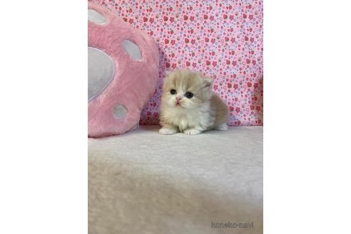成約済の大阪府のマンチカン(短足)-93601の4枚目