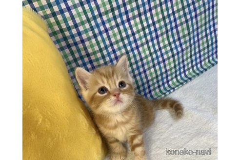 成約済の大阪府のスコティッシュフォールド-93603の2枚目