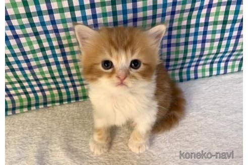 成約済の大阪府のスコティッシュフォールド-93604の1枚目
