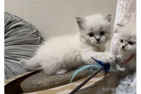 成約済の山形県のサイベリアン-93398の2枚目