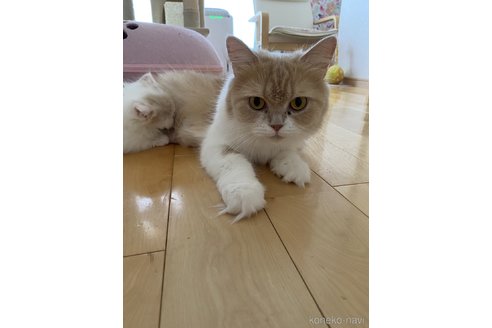 こはくちゃん1枚目