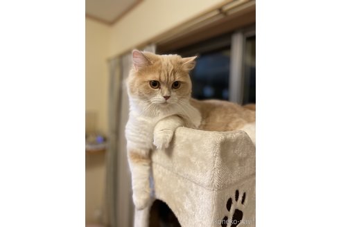 の愛知県の-