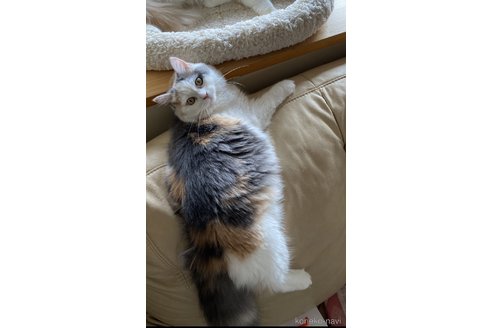 ののブリティッシュショートヘア-