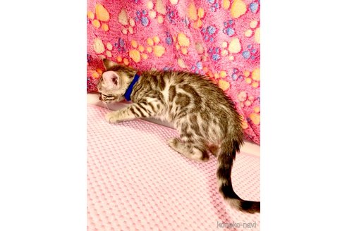 成約済の静岡県のベンガル-90186の6枚目