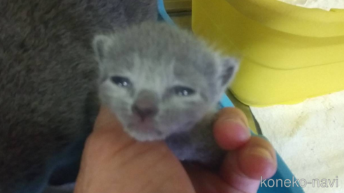 成約済の愛知県のロシアンブルー-93633