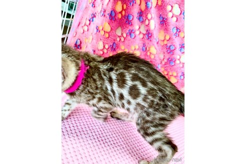 成約済の静岡県のベンガル-90184の38枚目