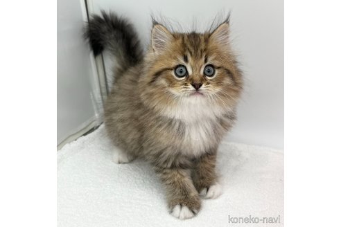 成約済の愛知県のラガマフィン-93639の4枚目