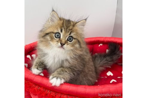 成約済の愛知県のラガマフィン-93639の3枚目