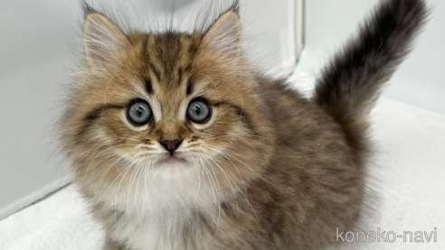 成約済の愛知県のラガマフィン-93639