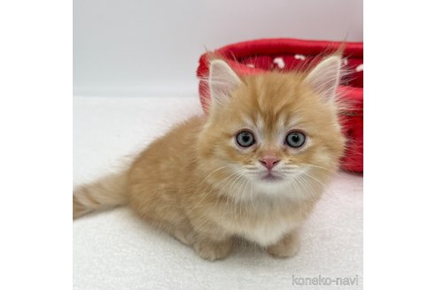 成約済の愛知県のマンチカン(短足)-93643の4枚目