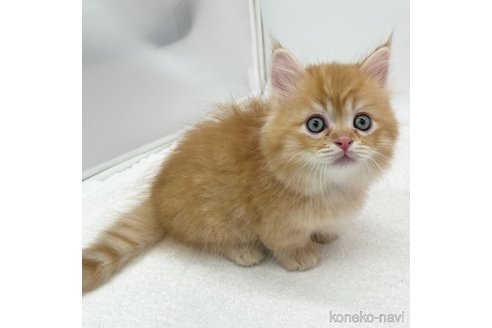 成約済の愛知県のマンチカン(短足)-93643の2枚目