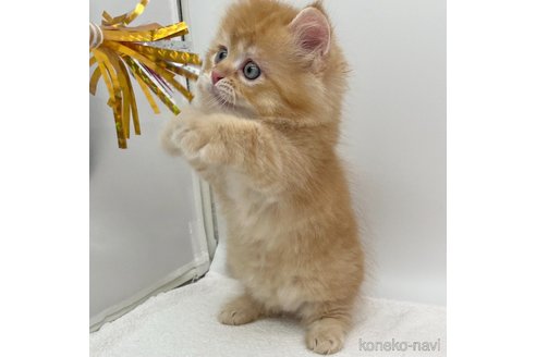 成約済の愛知県のマンチカン(短足)-93643の3枚目