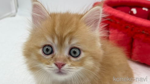 成約済の愛知県のマンチカン(短足)-93643