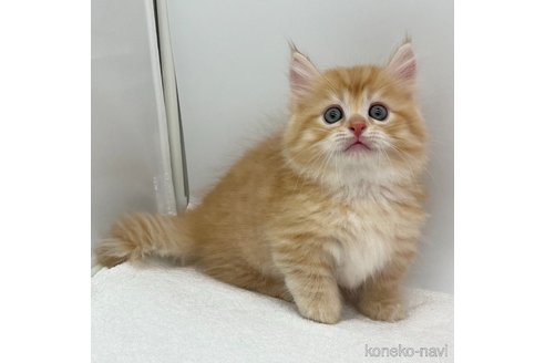 成約済の愛知県のマンチカン(短足)-93644の4枚目