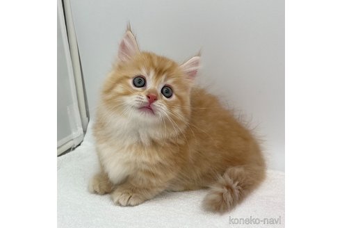 成約済の愛知県のマンチカン(短足)-93644の2枚目