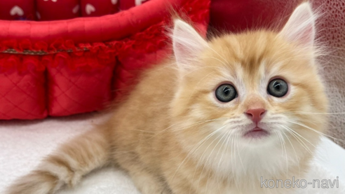 成約済の愛知県のマンチカン(短足)-93644