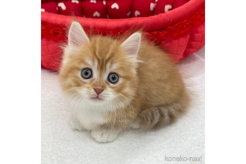 成約済の愛知県のマンチカン(短足)-93645の2枚目