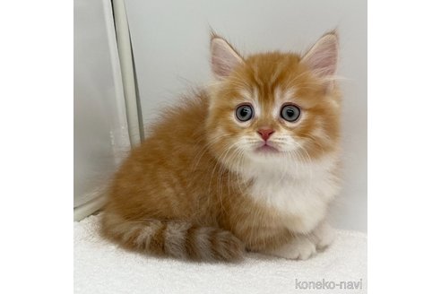 成約済の愛知県のマンチカン(短足)-93645の3枚目