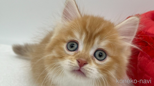 成約済の愛知県のマンチカン(短足)-93645