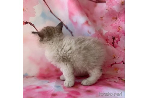 成約済の群馬県のミックス-93646の3枚目