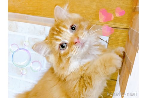 成約済の東京都のスコティッシュフォールド(折れ耳)-89795の3枚目