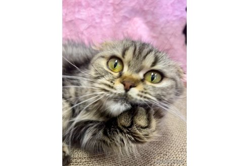 成約済の千葉県のスコティッシュフォールド(折れ耳)-93652の10枚目