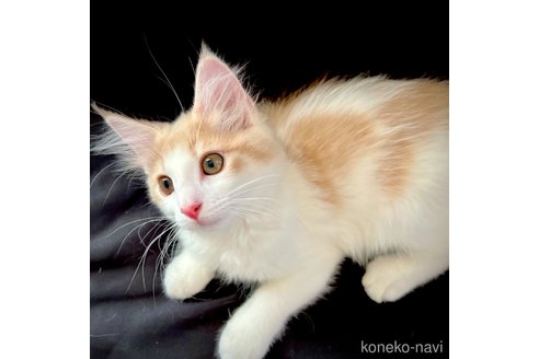 成約済の茨城県のノルウェージャンフォレストキャット-90817の7枚目