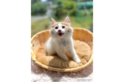 成約済の茨城県のノルウェージャンフォレストキャット-90818の8枚目