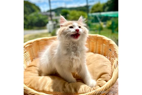 成約済の茨城県のノルウェージャンフォレストキャット-90818の4枚目