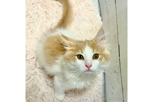 成約済の茨城県のノルウェージャンフォレストキャット-90818の5枚目