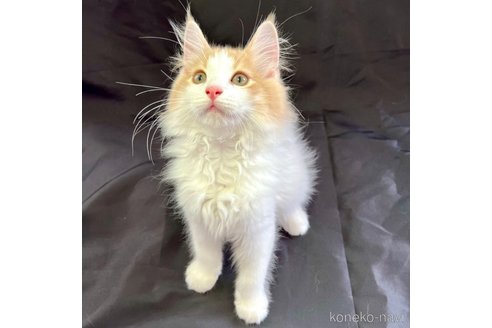 成約済の茨城県のノルウェージャンフォレストキャット-90818の6枚目