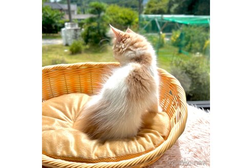 成約済の茨城県のノルウェージャンフォレストキャット-90818の7枚目