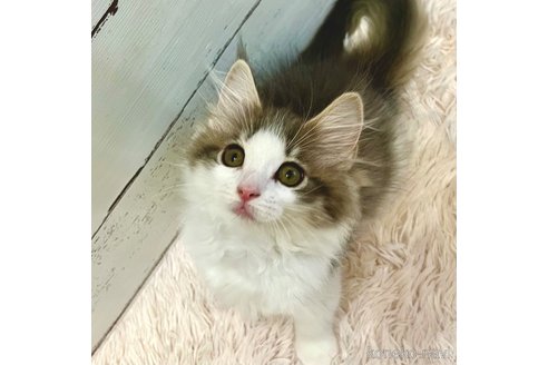 成約済の茨城県のノルウェージャンフォレストキャット-90857の5枚目