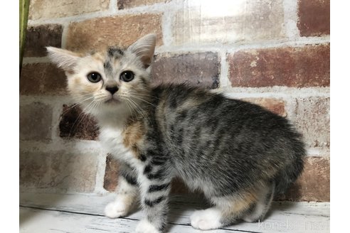成約済の千葉県のスコティッシュフォールド-92720の2枚目