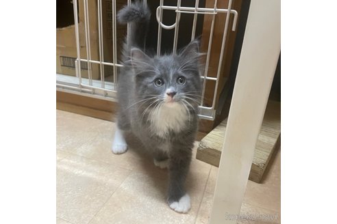 商談中の京都府のノルウェージャンフォレストキャット-93660の7枚目