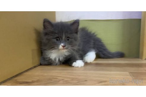 商談中の京都府のノルウェージャンフォレストキャット-93660の6枚目