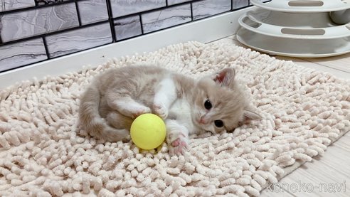 成約済の福岡県のマンチカン(短足)-93667の2枚目