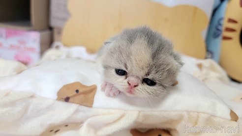 成約済の長野県のエキゾチックショートヘア-93675の4枚目