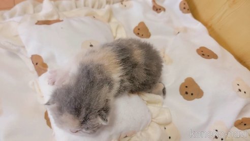 成約済の長野県のエキゾチックショートヘア-93675の5枚目