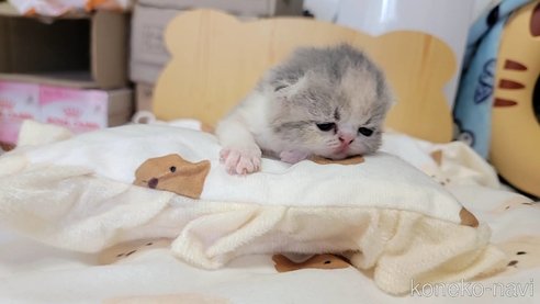 成約済の長野県のエキゾチックショートヘア-93675の6枚目