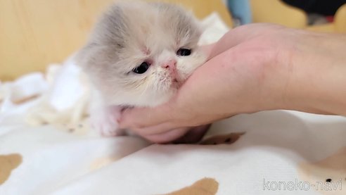 成約済の長野県のエキゾチックショートヘア-93679の2枚目