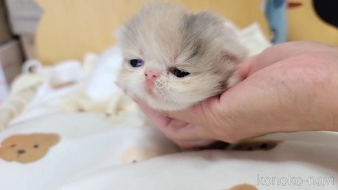 成約済の長野県のエキゾチックショートヘア-93679の4枚目