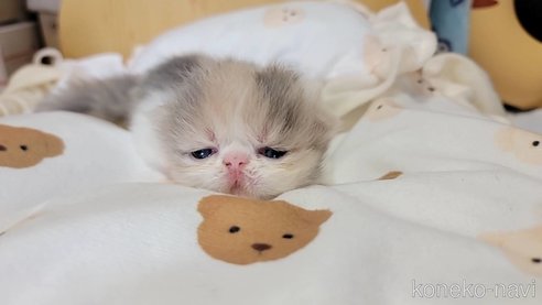 成約済の長野県のエキゾチックショートヘア-93679の5枚目