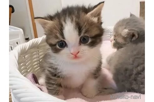 成約済の京都府のマンチカン(短足)-93680の4枚目