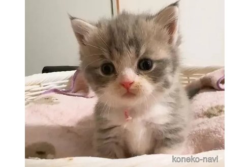 成約済の京都府のマンチカン(短足)-93681の3枚目