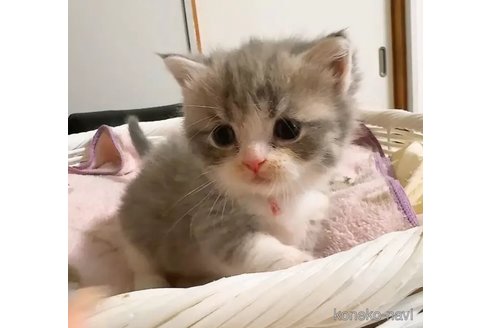 成約済の京都府のマンチカン(短足)-93681の2枚目