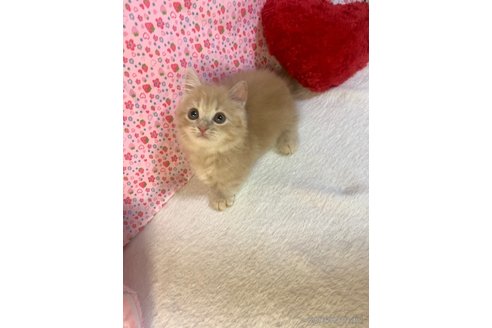 成約済の大阪府のマンチカン-93698の5枚目