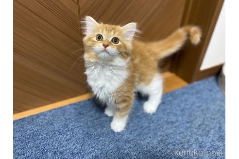 成約済の千葉県のサイベリアン-89244の13枚目