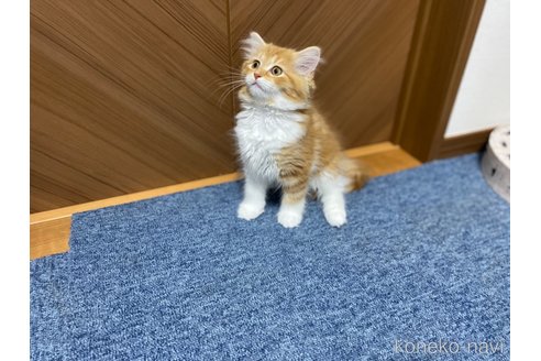 成約済の千葉県のサイベリアン-89244の10枚目
